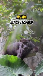 Zoo Negara - Adopt our Apoh