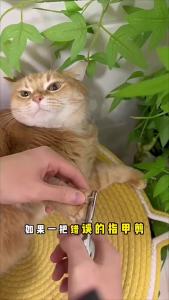 Pet Nail Clippers for Cats and Dogs Professional Pet Nail Cutter Small Animals Grooming Supplies