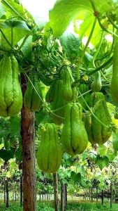 Bibit Labu Siam Genjah (Carocos) siap tanam