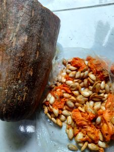 jual bibit labu pangjang 50 biji 25000