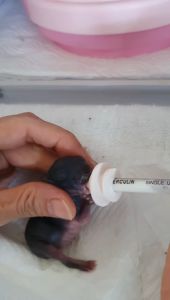 CoralCove จุกนมกระรอก จุกนมแมว ไซริงค์ สลิง แยกขาย สำหรับสัตว์แรกเกิด แมว หมา กระรอก กระต่าย หนู กระแต สะอาด ไม่มีกลิ่น ปลอดภัย