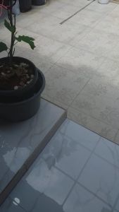 BIBIT MELINJO | Cepat Berbuah | BIBIT OKULASI / SAMBUNG PUCUK