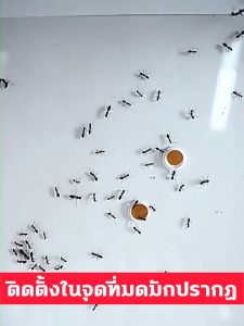 🐜มดตายหมด🐜ยาฆ่ามด กำจัดมด ปลวกตายทั้งรัง ยาหยดมด มดตายยกรัง กำจัดรวดเร็ว มีประสิทธิภาพยิ่งขึ้น ฆ่าตายยกลัง เหยื่อกำจัดมด ยาหยดมด มดตายยกรัง กำจัดรวดเร็ว มีประสิทธิภาพยิ่งขึ้น ฆ่าตายยกลัง เหยื่อกำจัดมด ไล่ กำจัดได้สิ้นซากตายยกรัง ​ยาฆ่ามด กำจัดมด ยกรั