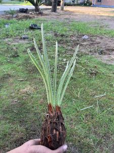 Bonggo Sikas Tanaman Hias Murah