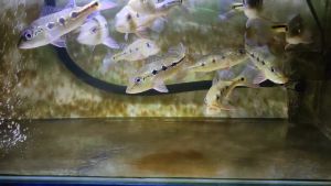 PAKAN AFF GARGATOR PELET SEGALA JENIS PREDATOR SINKING (TENGGELAM) 2MM MAKANAN IMPORT DARI VIETNAM 58% PROTEIN