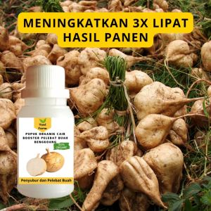 Pupuk Bengkoang Cepat Berbuah / Pupuk Pelebat Buah Bengkoang / Pupuk Booster Bengkoang Cair