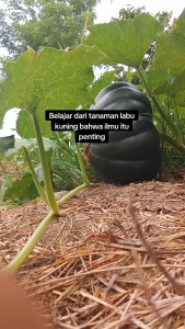 (BISA COD) BENIH BIBIT WALUH / LABU KUNING UNGGUL ISI 20 BIJI VARIETAS "PARAMA" - GARUDA SEED