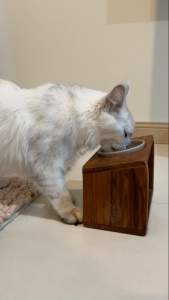 Puca Pet Shop ชามอาหารแมวไม้สักแท้ ชามอาหารสัตว์เลี้ยง งานแฮนด์เมดจากเชียงใหม่ Cat bowl | Cat bowl Stand
