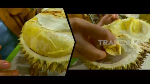 Bibit Durian Ucok Medan