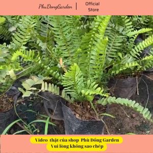 Dương Sỉ cao 25 -35cm lá dài bụi sum | Lá xanh mướt sức sống khỏe trang trí sân vườn ban công (ảnh thật)