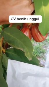 Bibit Jambu Air Giant Rose: Aplikasi Tanaman Jambu Air dengan Hasil Okulasi Cepat Berbuah
