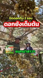 ปุ๋ยลาวา-Lawa(ยกลัง12ขวด)ขวดละ1ลิตร ช่วยบำรุงให้พืชเจริญเติบโตได้ทุกส่วนลำต้นแข็งแรงต้านทานต่อโรคพืช