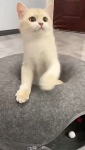 Cat Tunnel Donut Bed Tunnel Playground Bed Rabbit Cat Tunnel Bed Bed Nest Pet Bed