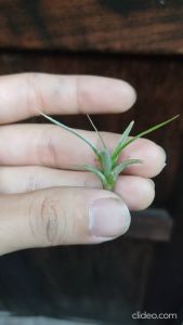 Tillandisa Albida  / 空气草- 阿比達 /空气凤梨- 阿比達