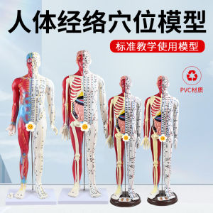 High Definition Acupuncture Meridian Model 60CM Semi-Leather Semi-Muscle Anatomical Engraved Teaching Tool for Massage And Acupuncture Instruction