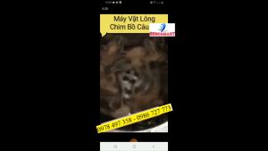 Máy vặt lông chim cútchim câu phi 50 sử dụng điện 220V