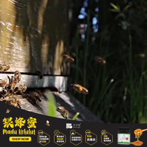RH Wellness Stingless Kelulut Bee Honey (500g) Ready Stock