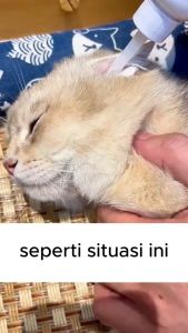 Petclear “Buy 2 Get 1 Free” 60ml Ear Cleaning Solution: Anti-Ear Mite & Deodorization