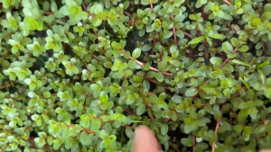 Rotala Rotundifolia Live Aquarium Plant | Easy Stem Plant | Pokok Air