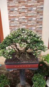 Tanaman Hias Bibit Bonsai Mirten Serisaputida Varigata
