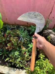 Arit BONIN Sudah Di Asah Tajam buat Padi Rumput FULL BAJA ASLIe 100% Tajam Perlengkapan Kebun Alat Kebun.