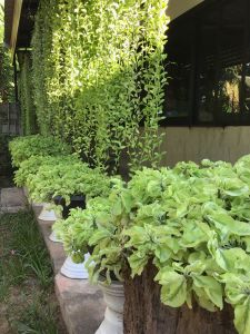 ต้นเกรียวสวรรค์ ไม้มงคล ไม้แดด ทนทานเลี้ยงง่าย