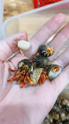 Combo 5 ốc mượn hồn size min baby S đẹp dễ thương. OMH HCM