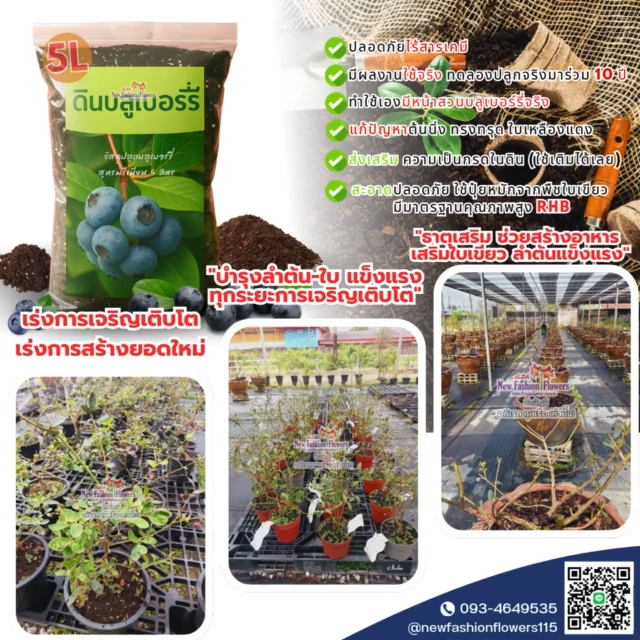 ดินปลูกบลูเบอร์รี่ออร์แกนิคจาก Holland