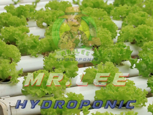 Mr.Lee Hydroponic ฟองน้ำปลูกผักไฮโดรโปนิกส์เกรดพรีเมียม 96 ช่อง เนื้อละเอียด ซึมน้ำดี ปลูกง่าย โตไว เหมาะกับผักสลัดทุกชนิด พร้อมส่ง 20 แผ่น แบบไม่มีขอบ