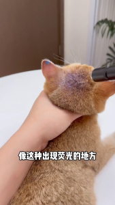 UV Flashlight 10W Mini 365nm USB Rechargeable Blacklight Torch Pet Detection Lamp Ultraviolet Torch