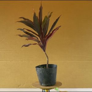 Cây Phát Tài Đỏ - Cây Cảnh Sân Vườn
