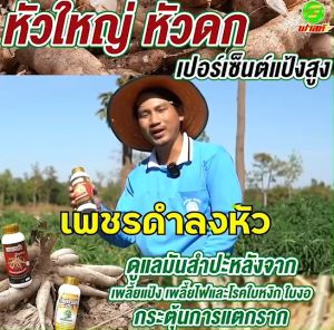 มันหัวใหญ่ น้ำหนักดี ขุดได้เร็ว เปอร์เซ็นต์แป้งสูง เร่งต้นให้งอกงาม เร่งหัวมัน เพชรดำลงหัว แพ็คคู่2ขวด ขนาด1000cc สารสกัดจากธรรมชาติ สินค้าพร้อมจัดส่ง