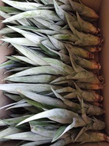 หน่อพันธุ์สวนผึ้ง ปัตตาเวียแท้ พิเศษ (ชุด15หน่อแถม2)ราคา115