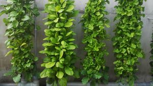 Combo 4 trụ khí canh : linh kiện làm hệ trồng rau khí canh : TẶNG : 160 rọ ( chậu ) nhựa 4.5cm + 1 giá thể ươm hạt giống rau + 1 túi dinh dưỡng ươm cây con : chế tạo lắp ráp hệ thống trồng rau khí canh trụ đứng