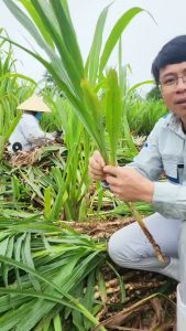 Hom Giống Cỏ Voi Lùn – Cỏ Sữa Đài Loan ( 100 Hom)