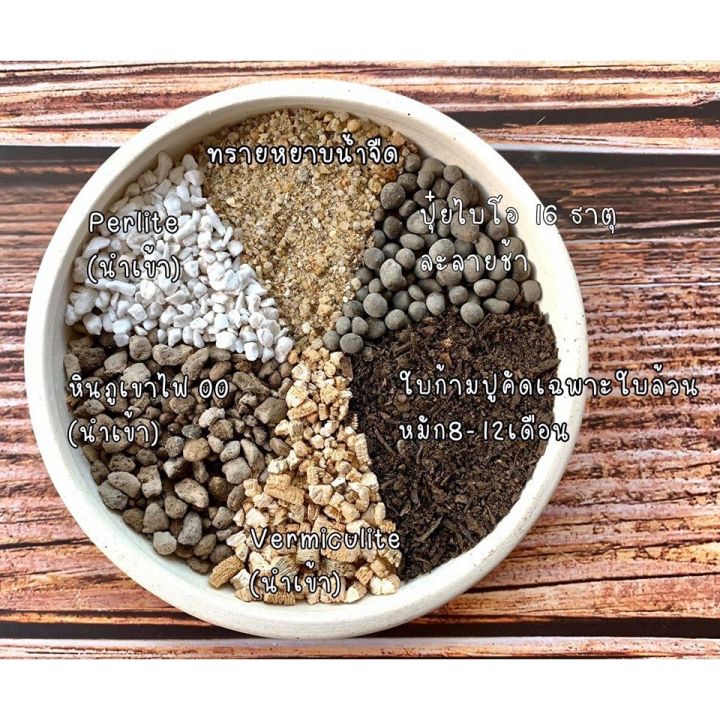 ดินสูตรไม้ประกวด สำหรับแคคตัสและไม้อวบน้ำ