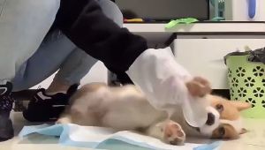 🇸🇬SG Local Seller🇸🇬Pet Spa Cleaning Gloves Wipes Dog Cat Body Cleaning Gloves Wipes Dry Bath