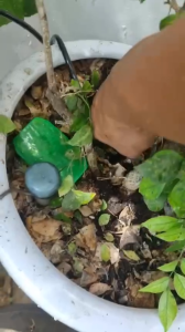 Tưới cây tự động 15 đầu phun sương dùng van Rainpoint ITV101 bảo hành 1 năm kết nối đơn giản