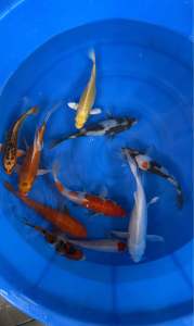 🇯🇵🇲🇾 Japan Bloodline Local Bred Koi 6–7” Super High Grade | 10 PCS Special Selection Set | RM1480