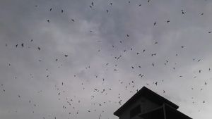 King Birahi Elephant PRODUKSI WINGS GRUP Garansi Resmi 1Tahun Flashdisk