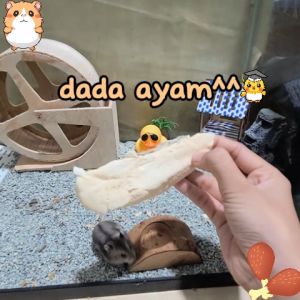 Hamtoro FD Whole Chicken Snack Sugar Glider Hamster Dada Ayam Utuh Kering Tinggi Protein