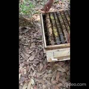 <PROMO> Doorgift Pure Honey/Honey Wildflower/Authentic/Premium/Madu Asli/Madu Bunga Liar/Halal/Autentik/纯蜂蜜/蜂蜜/野花蜂蜜/50g