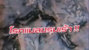 2 ฟรี 1 เร่งดอก เร่งผล ขั้วเหนียว ใบเขียว ไร้โรคแมลง สะอาดแบบ 1 (500 ซีซี) และ 2 (500 ซีซี)