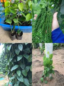 ต้นพริกไทยพันธุ์ซีลอน