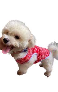 Pet Clothes Sando For Dogs and Cats (Random Design)