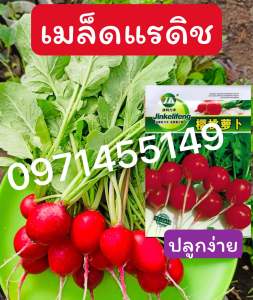 เมล็ดแรดิชเชอร์รี่แดงอร่อย 350-500เมล็ด radish cherry belle Original pack เมล็ดนำเข้าพันธุ์แท้ 100% สายพันธุ์OP