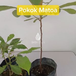Pokok buah matoa Pometia Pinnata Longan Brazil  Buah Manis Pokok buah-buahan SHS Kebun