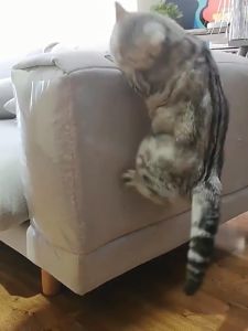 Claro Cat Scratch Protector Cat Anti Scratch Tape Sofa Protection Furniture Protection Mat Tape Transparent Sticker Pet Accessories