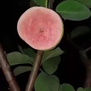 Bibit Jambu kristal Sukun Merah Unggul - BIBIT JAMBU KRISTAL MERAH TANPA BIJI ANEKA BIBIT NIRWANA