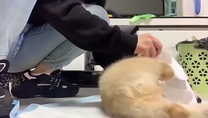 Găng tay tắm khô cho Chó Mèo siêu sạch và tiện lợi - Love Pets Shop